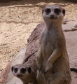 Visiting South Africa